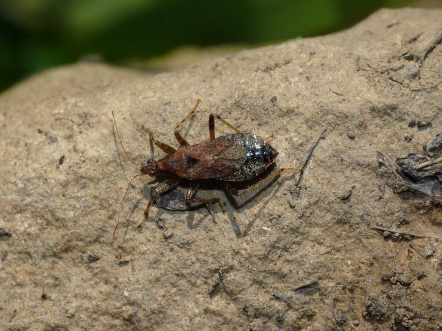 Nabidae: Himacerus mirmicoides di Tolfa (Lazio-RM)